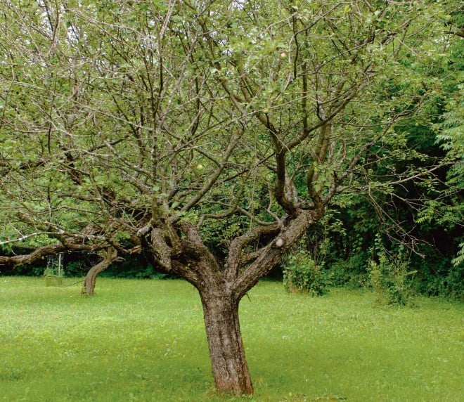 Image 3: Grenville plum tree