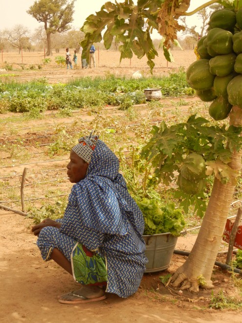 woman resting under papaya tree in garden, Mali, West Africa