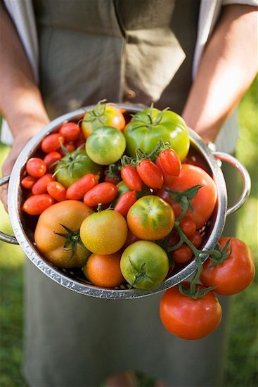 A cook's garden: A guide to harvesting vegetables