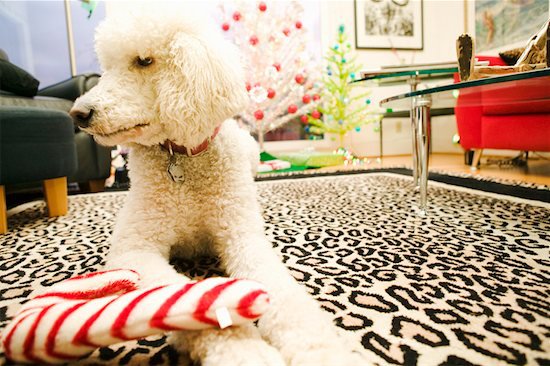 poodle, dog, pet care and insurance