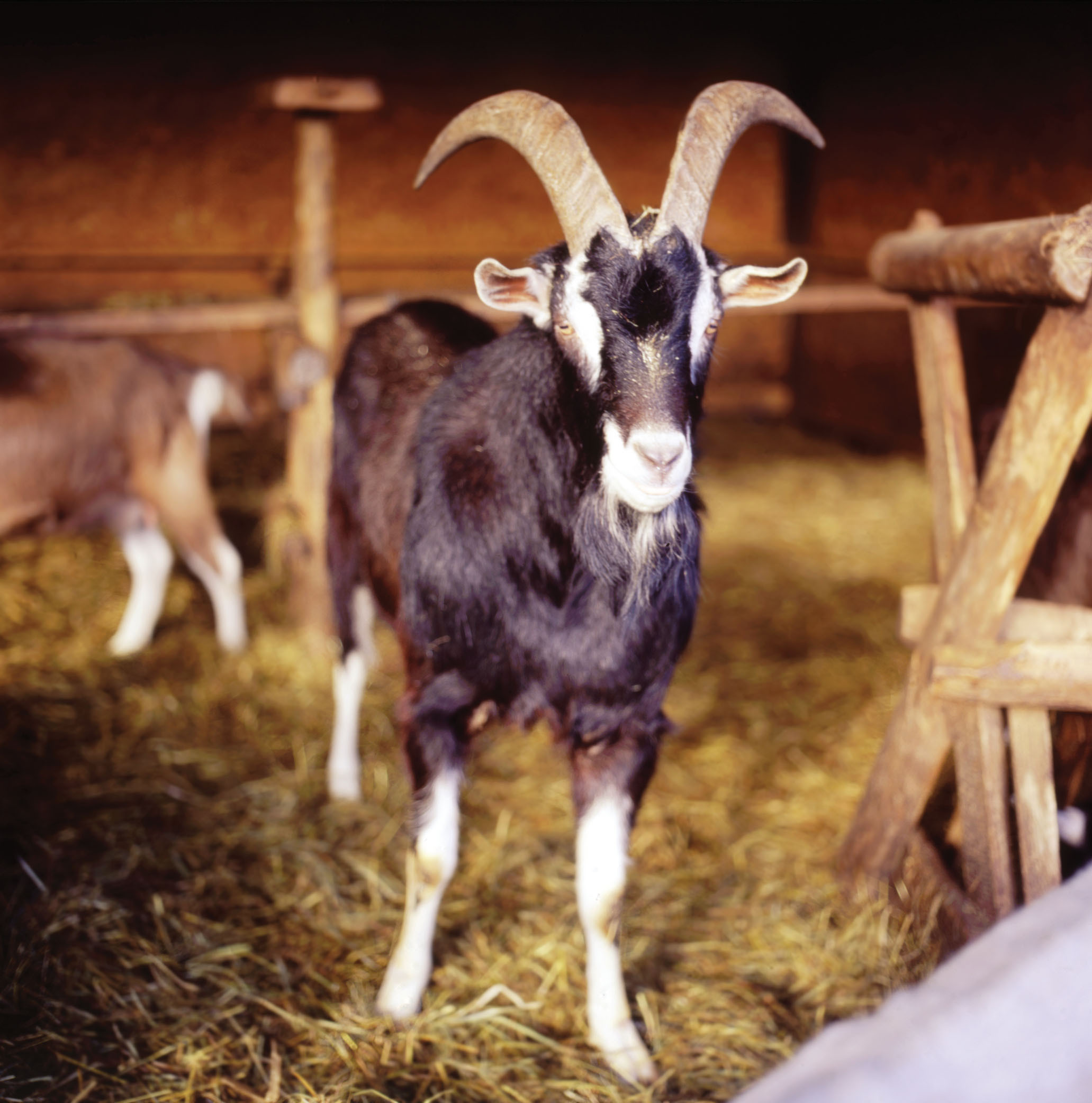 Goat petting farm