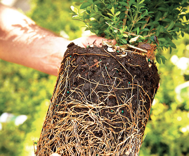 Gardening-Plant-Roots-Soil-May-13-p200