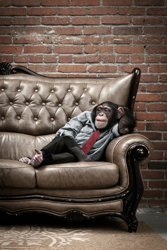 chimpanzee monkey animal in shirt and tie sitting on leather couch