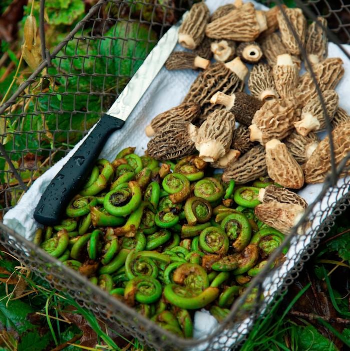 Fiddleheads and morel mushrooms