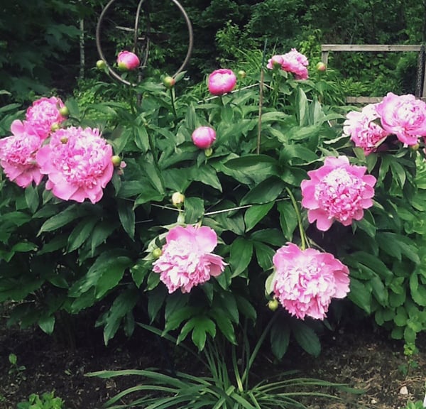 outdoor decorating tips-peonies photo by Nancy Fortune