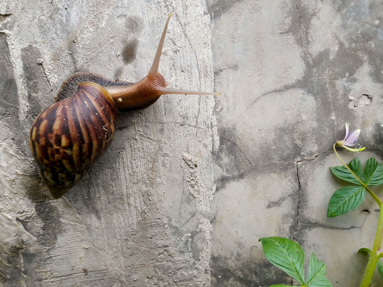 Repel garden pests like this snail on the wall with natural ingredients from your kitchen