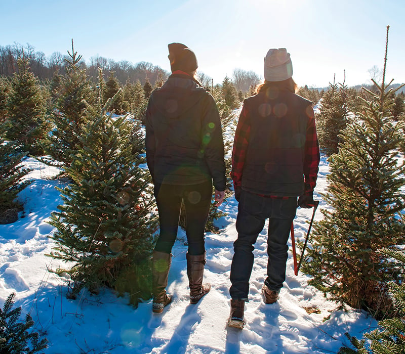 What kind of Christmas tree should you buy?