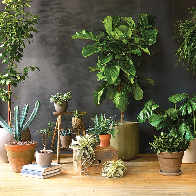 11 gorgeous, super-low-maintenance indoor plants