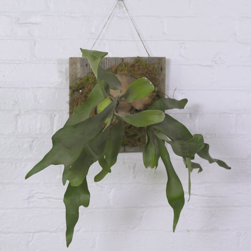 How to mount and care for a staghorn fern