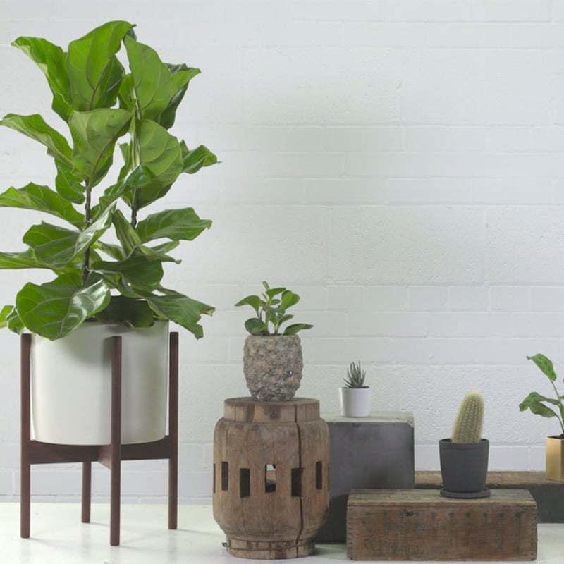 How to care for the 5 trendiest houseplants (and the best pots to use)
