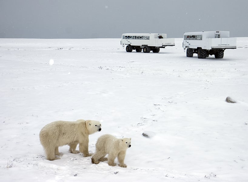 best outdoor winter activities-in Manitoba, two polar bears stand on a snowy tundra