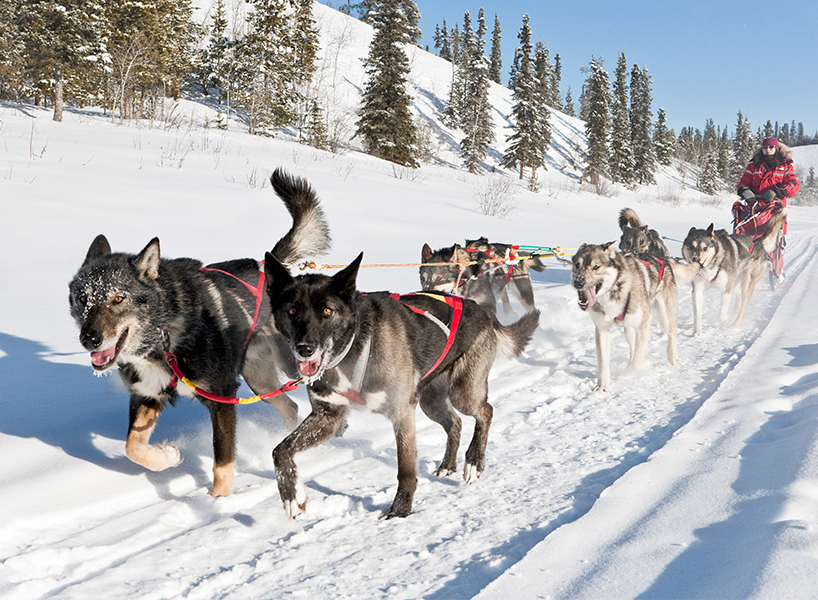 best outdoor winter activities-Yukon dog sledding