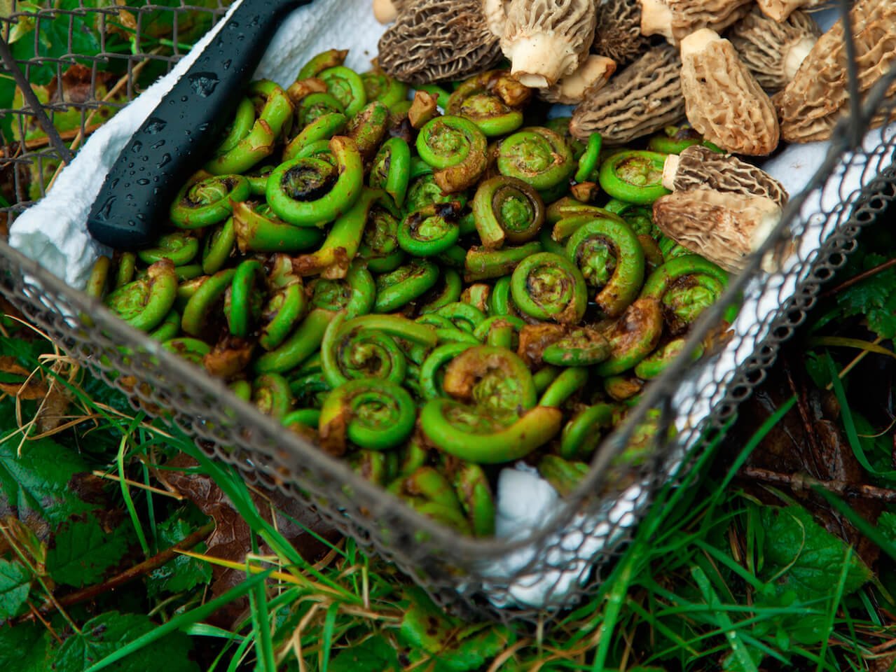 Fiddleheads and morrels in a basket.