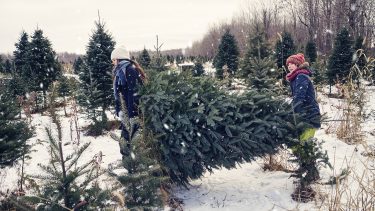 how to make a christmas tree last longer: Girls are carry freshly cut tree outdoors in winter. A light snow is falling. Kids are 15 and 12 and are wearing wearing warm clothes. Horizontal full length outdoors shot with copy space.