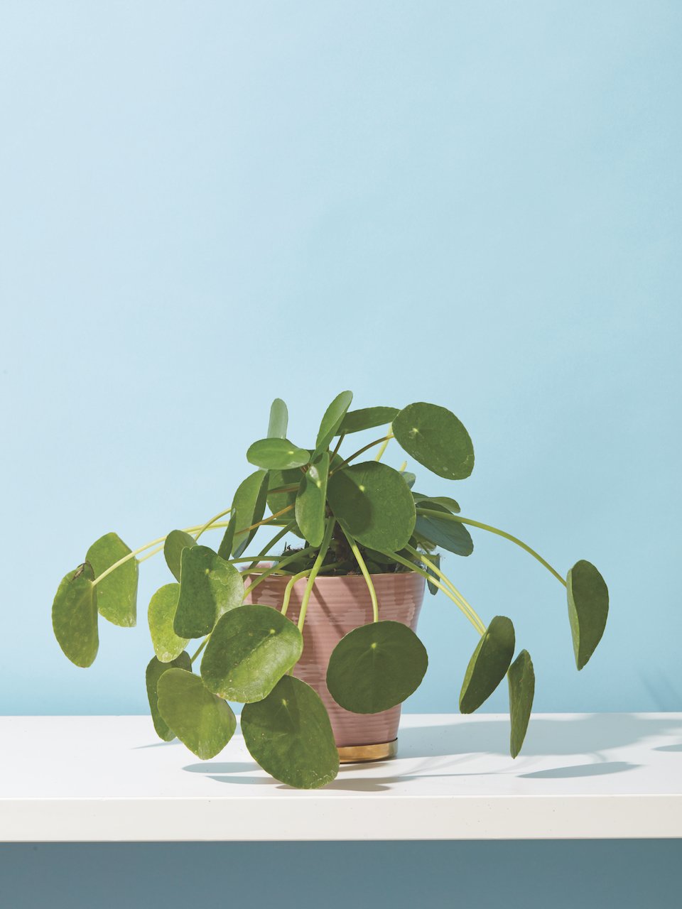 Pilea peperomioides in a brown pot