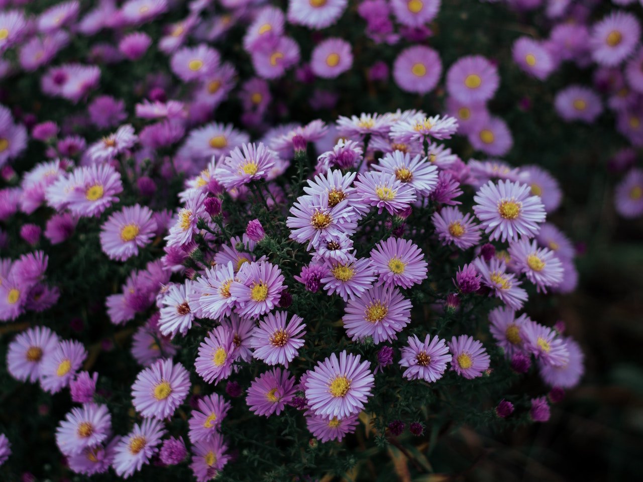 light purple Aster flowers all bunched close together in a garden