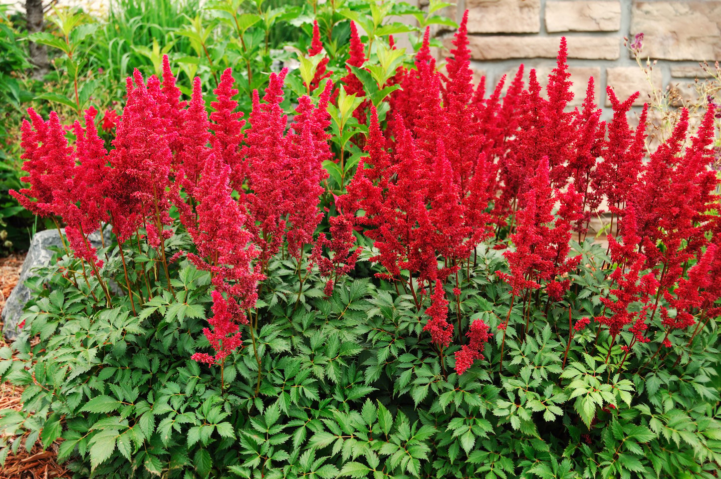 Red Astilbe in a garden against a brick wall.