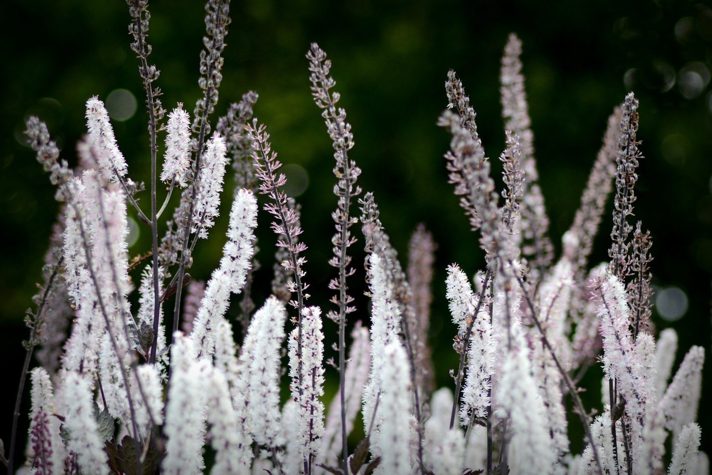 Light violet and white tall plumey flower plants