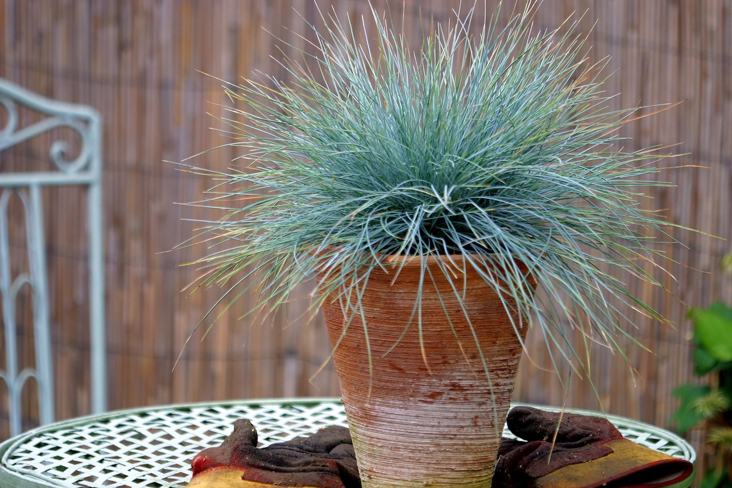 ornamental grass Festuca Elijah Blue in a terracotta pot
