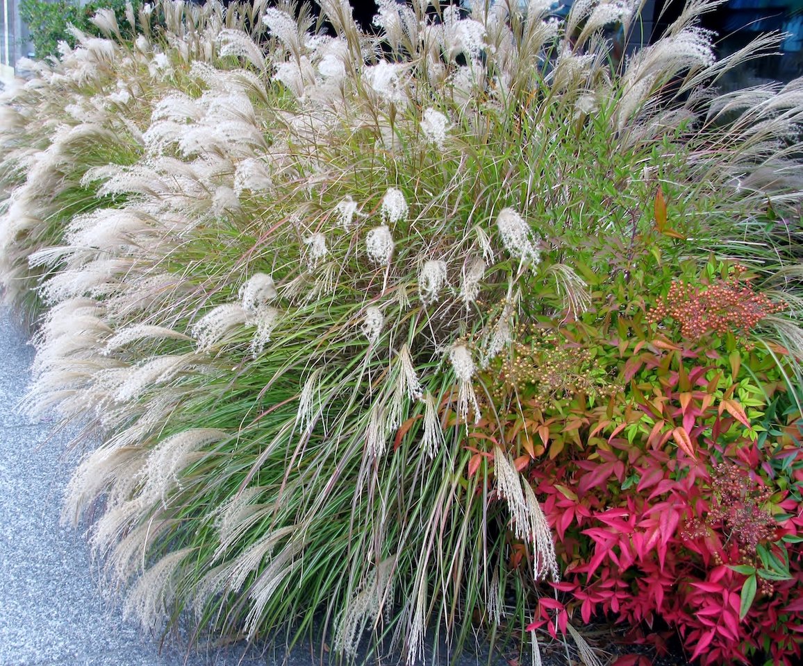 Chinese Silver Grass Early Hybrids and Heavenly Bamboo shrub