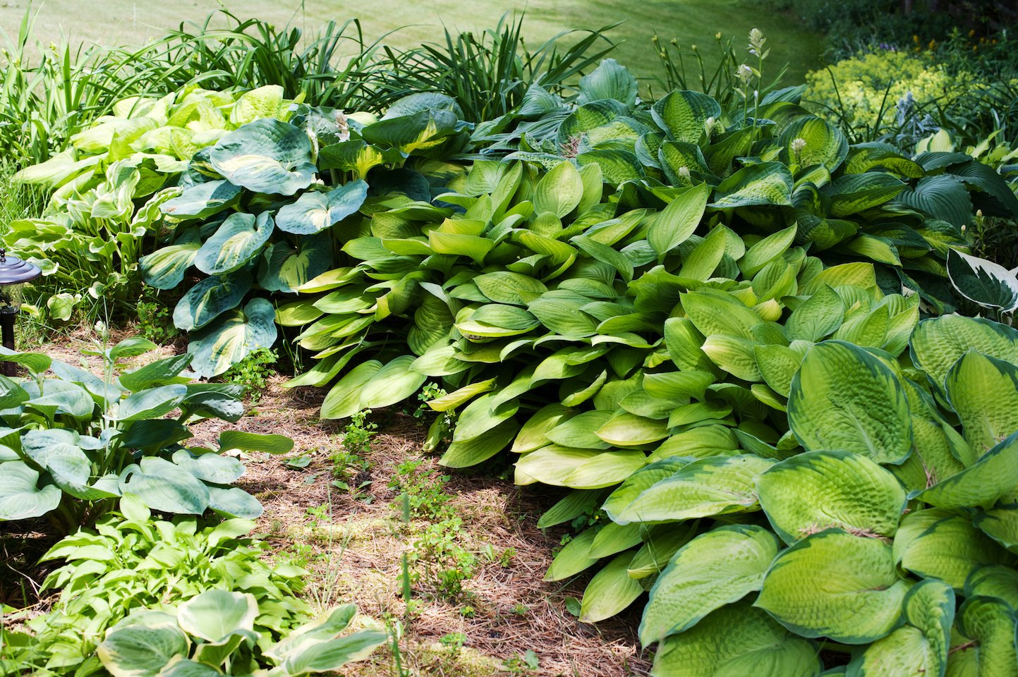 A large number of hostas in a garden