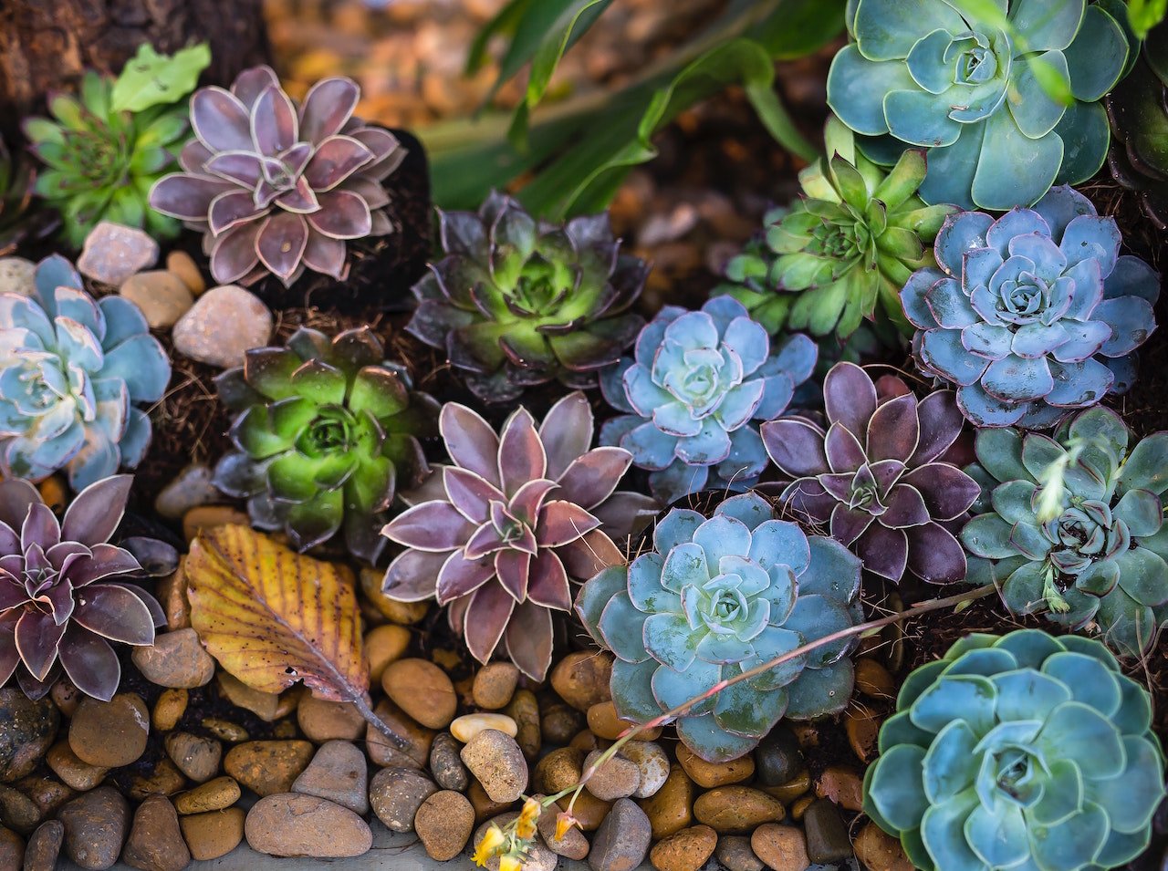 Assorted succulents of green and purple in a garden