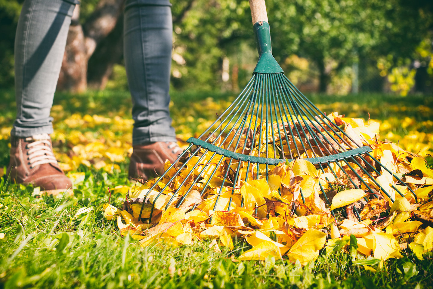 Why Mulching Leaves Is Better For Your Lawn Than Collecting Them ...