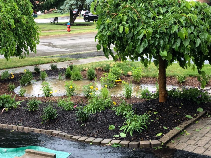 A water-filtering rain garden