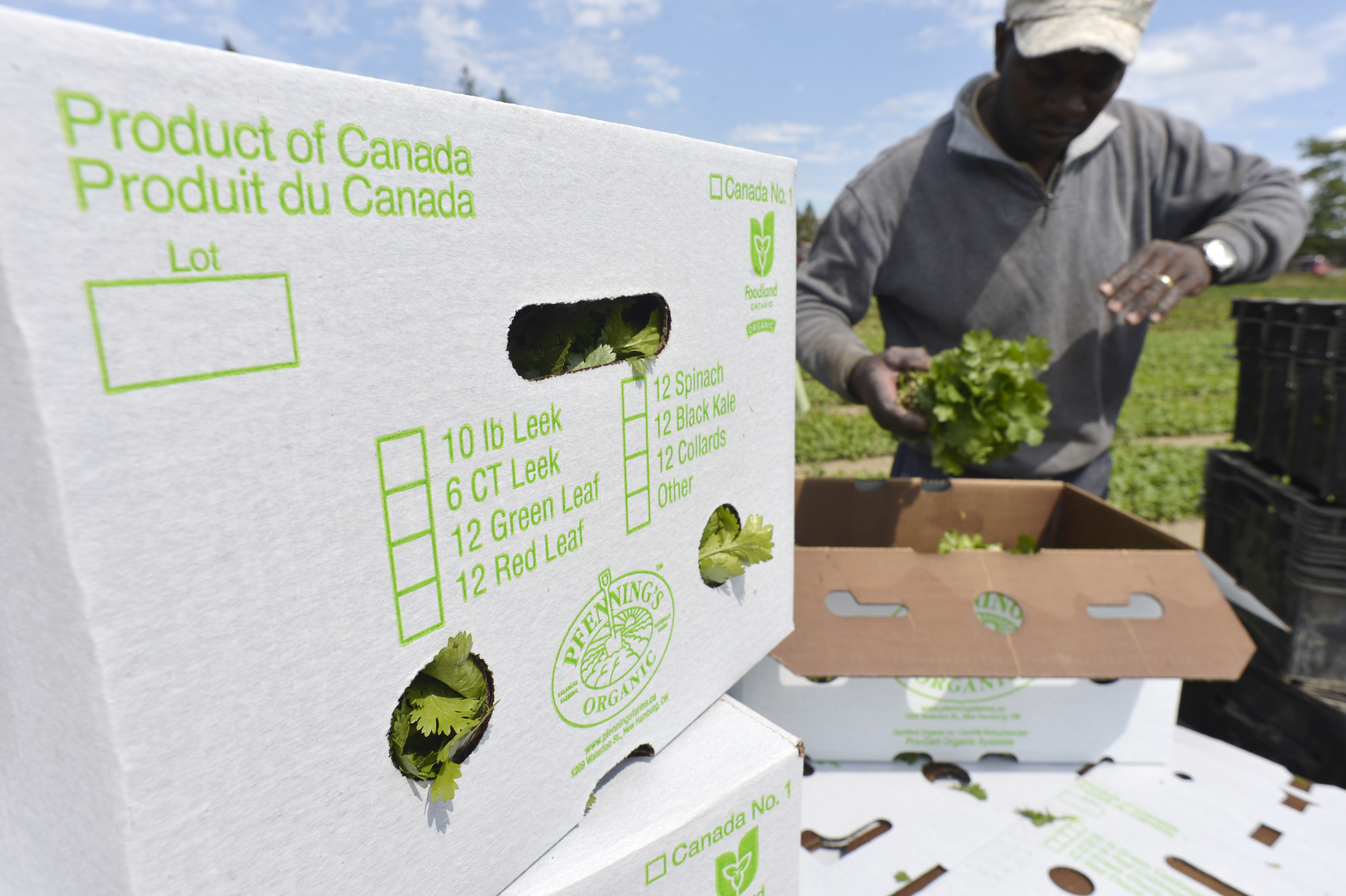 A photo of Jamaican migrant worker Desmond Daley at an Ontario farm in 2018.