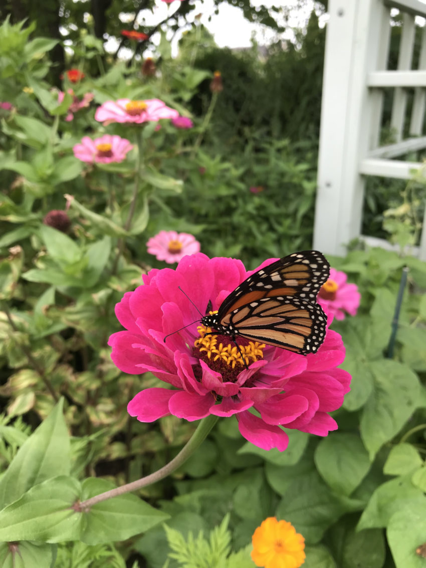 A monarch butterfly on a zinnia flower