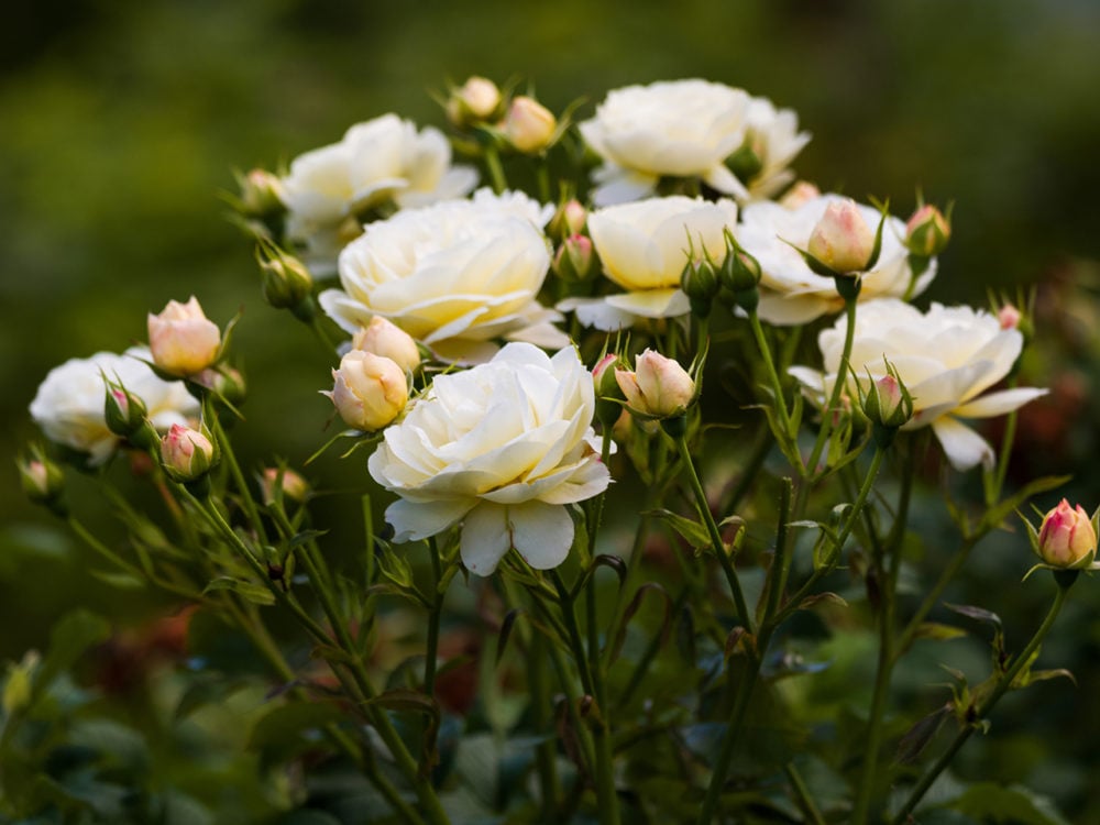 A bush of white roses in bloom to illustrate an article about the best perennials to plant in Canada.