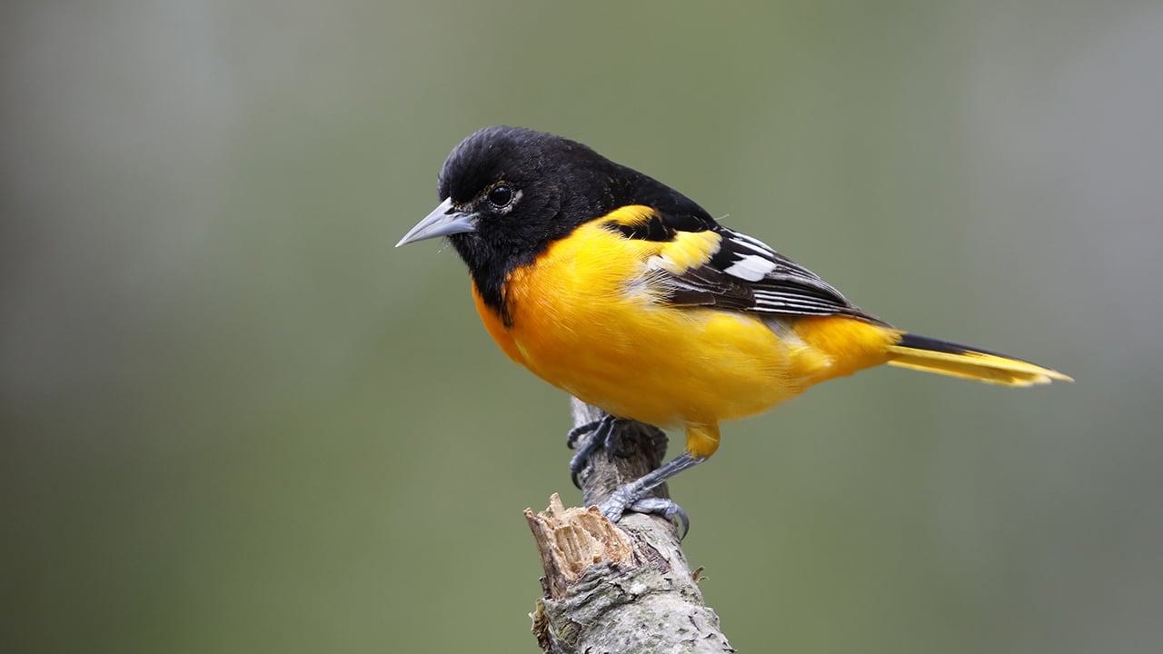 A male Baltimore Oriole, for a piece about how to get started bird watching or birding in Canada in 2020