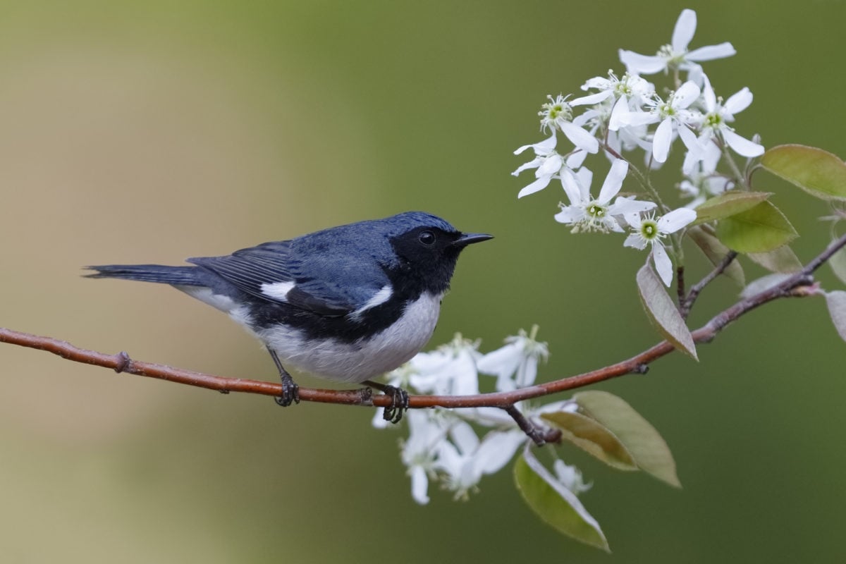 A male Black-throated Blue Warbler perched on a serviceberry branch.