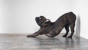 A dog stretching to illustrate a piece on whether or not you really need to stretch