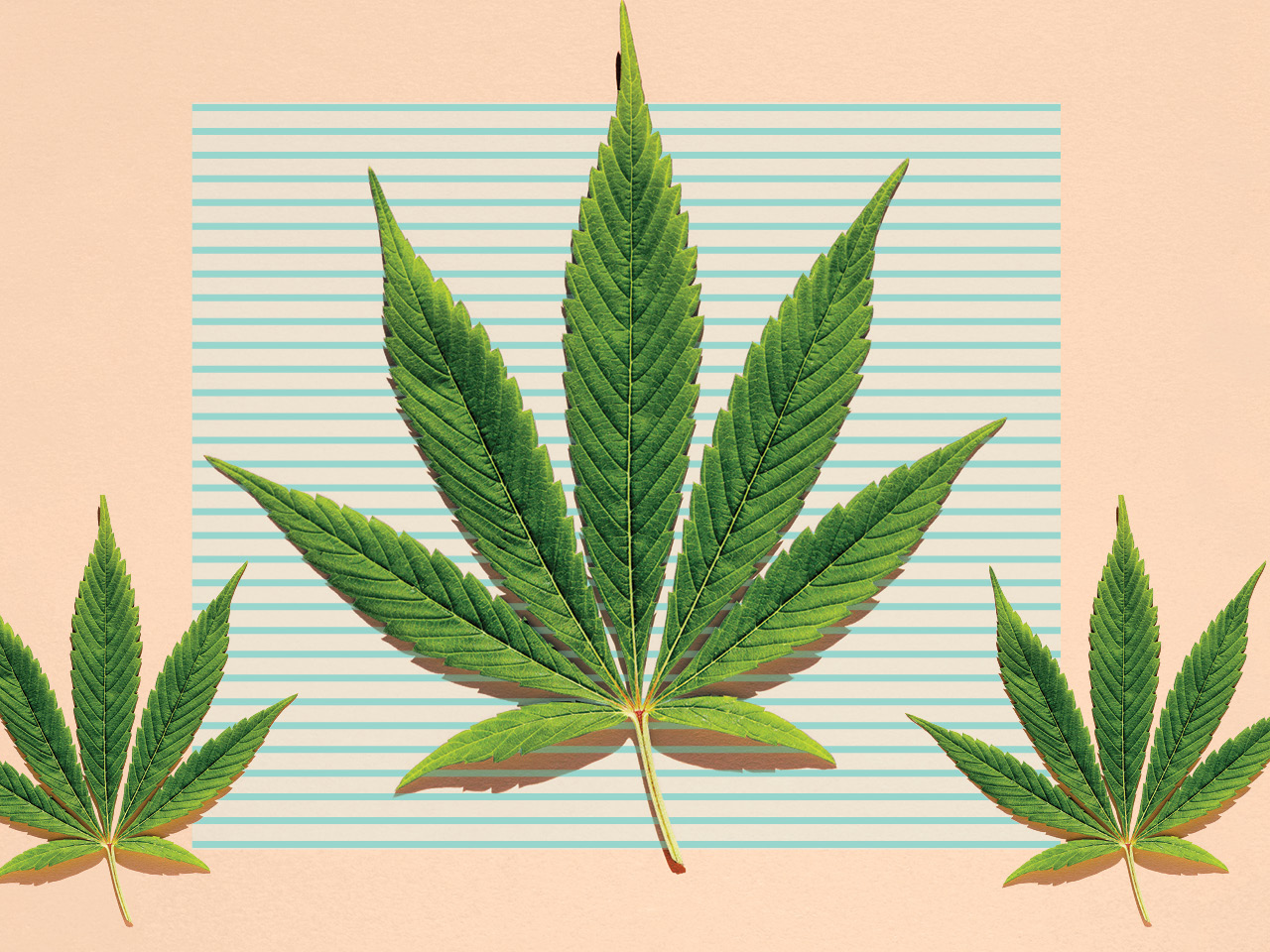 A image of a marijuana leaf. 