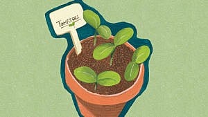 An illustration of a tomato seedling in a terracotta pot against a green background.