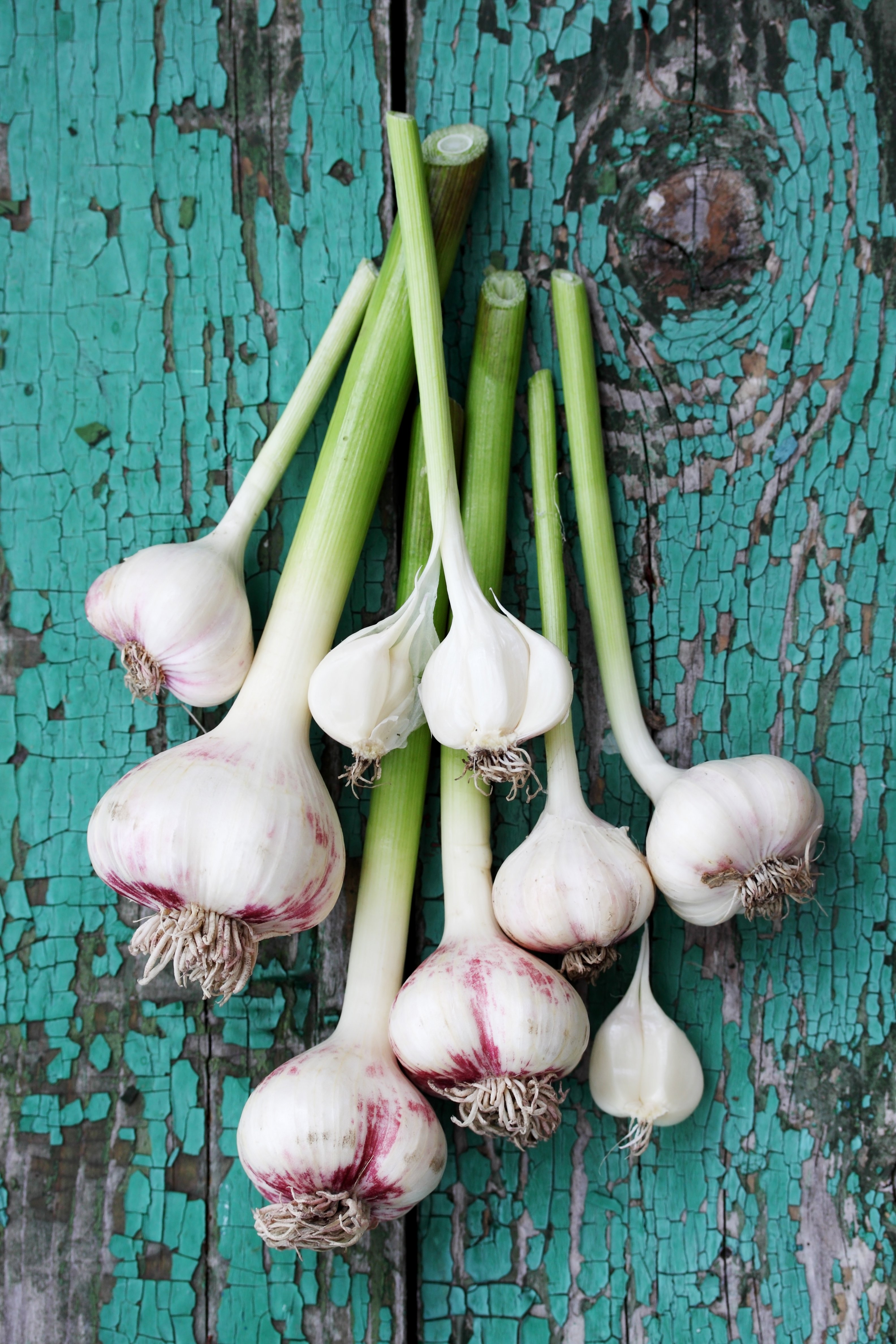 Fresh garlic on a wooden board that is painted green. 