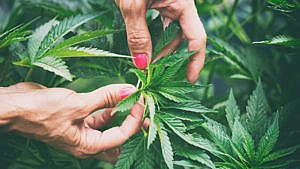 A photo of hands holding a marijuana leaf