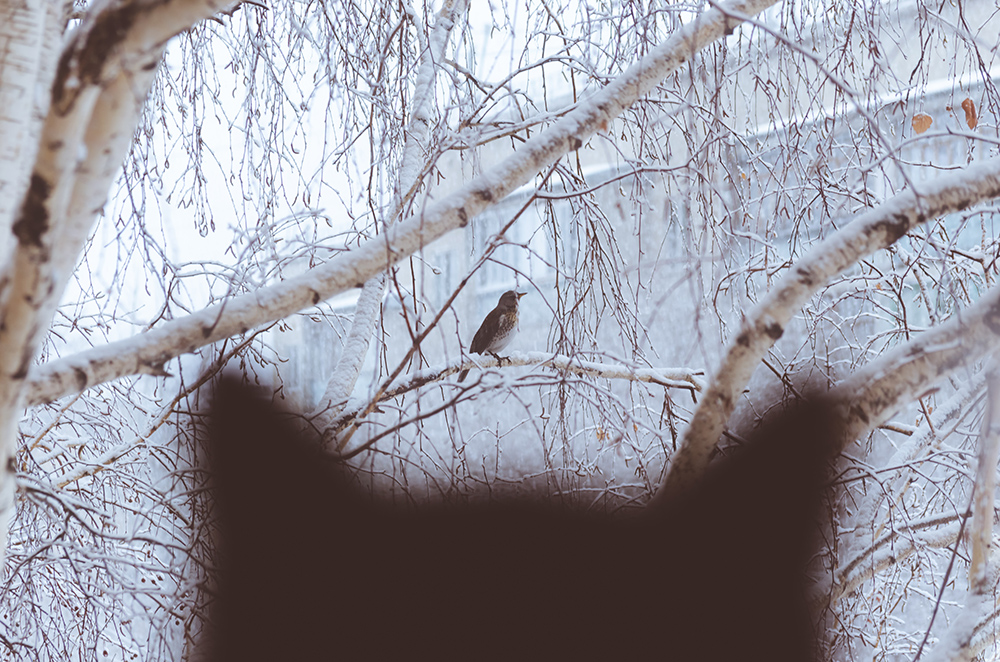 A silhouette of a cat looking at a bird