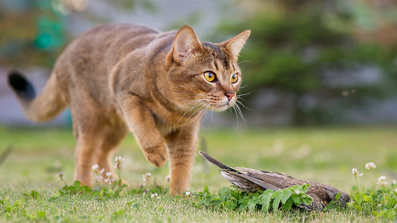 A cat hunts a bird outside to illustrate a piece on why keeping cats indoors is good for cats and the environment