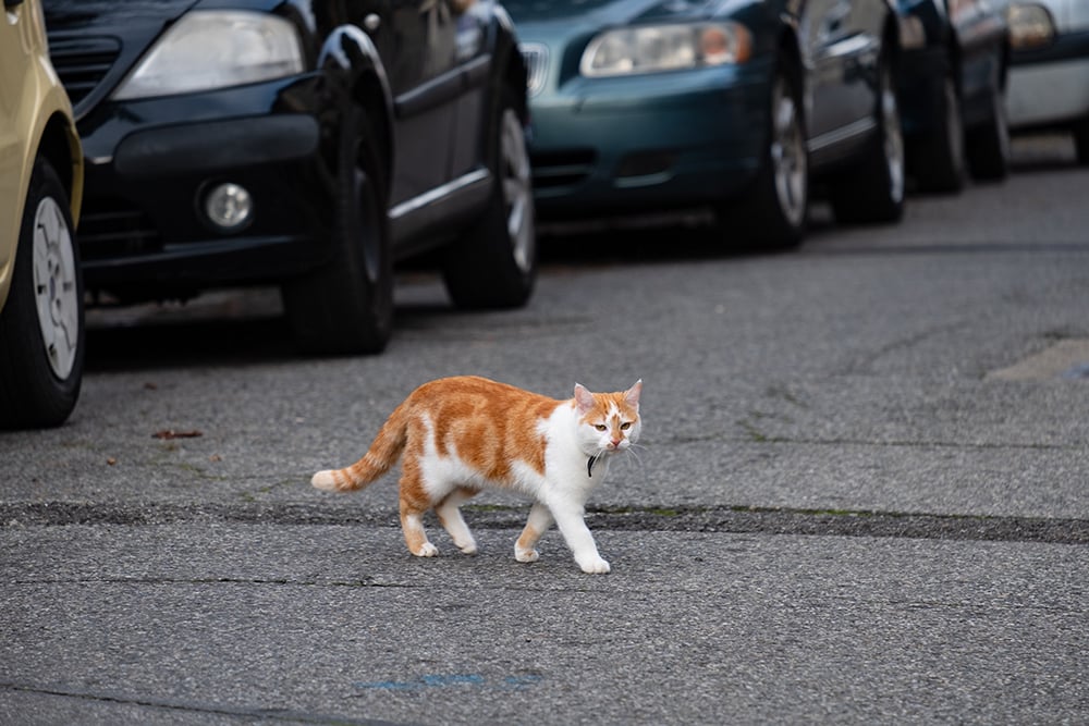 A cat crossing the street in front of cars