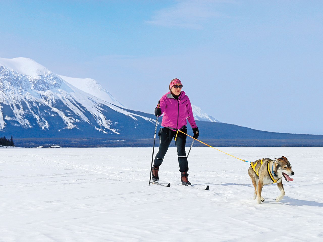 A white woman on cross country skis being pulled by a husky