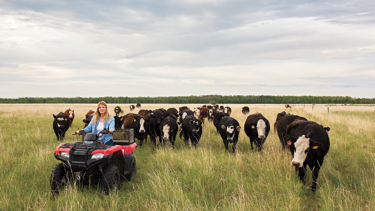 Kristine Tapley drives an ATV on farm land, with a group of cows following behind her