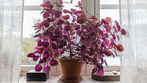 Coleus plant indoors in a windows, in purple and pink colours