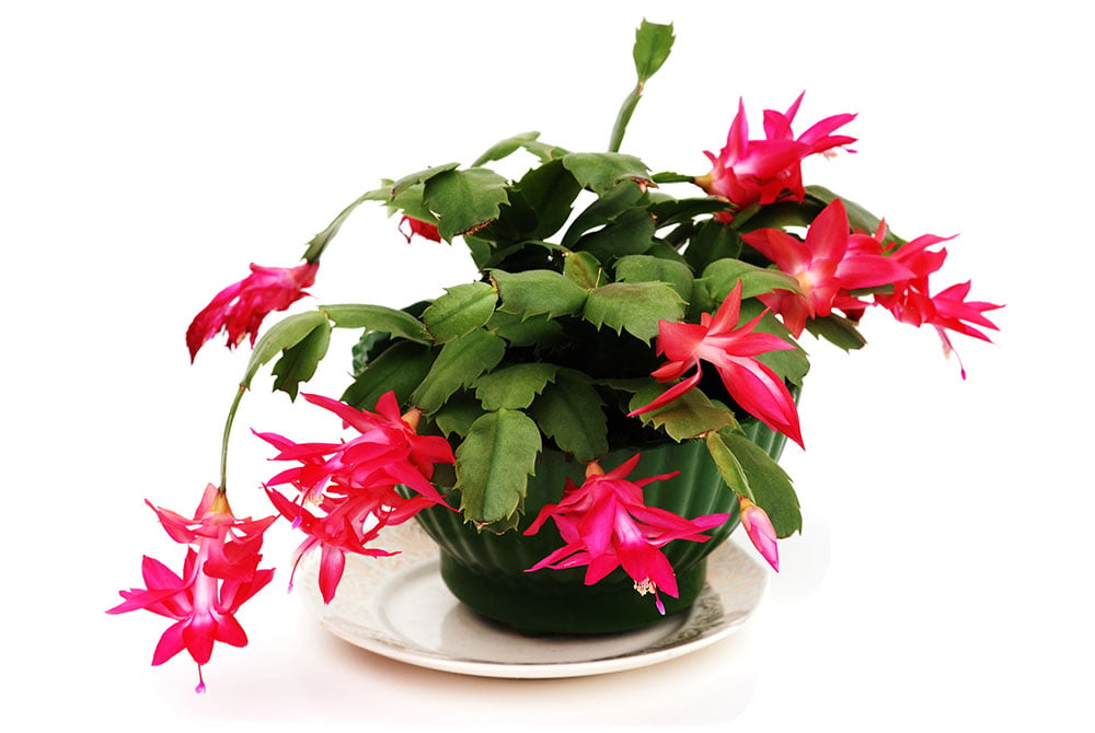 A Christmas cactus in a green pot on a white plate on a white background