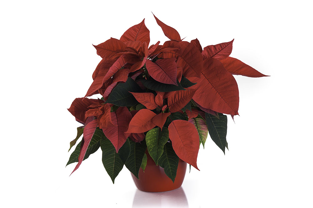 Red christmas poinsettia potted plant isolated on white background