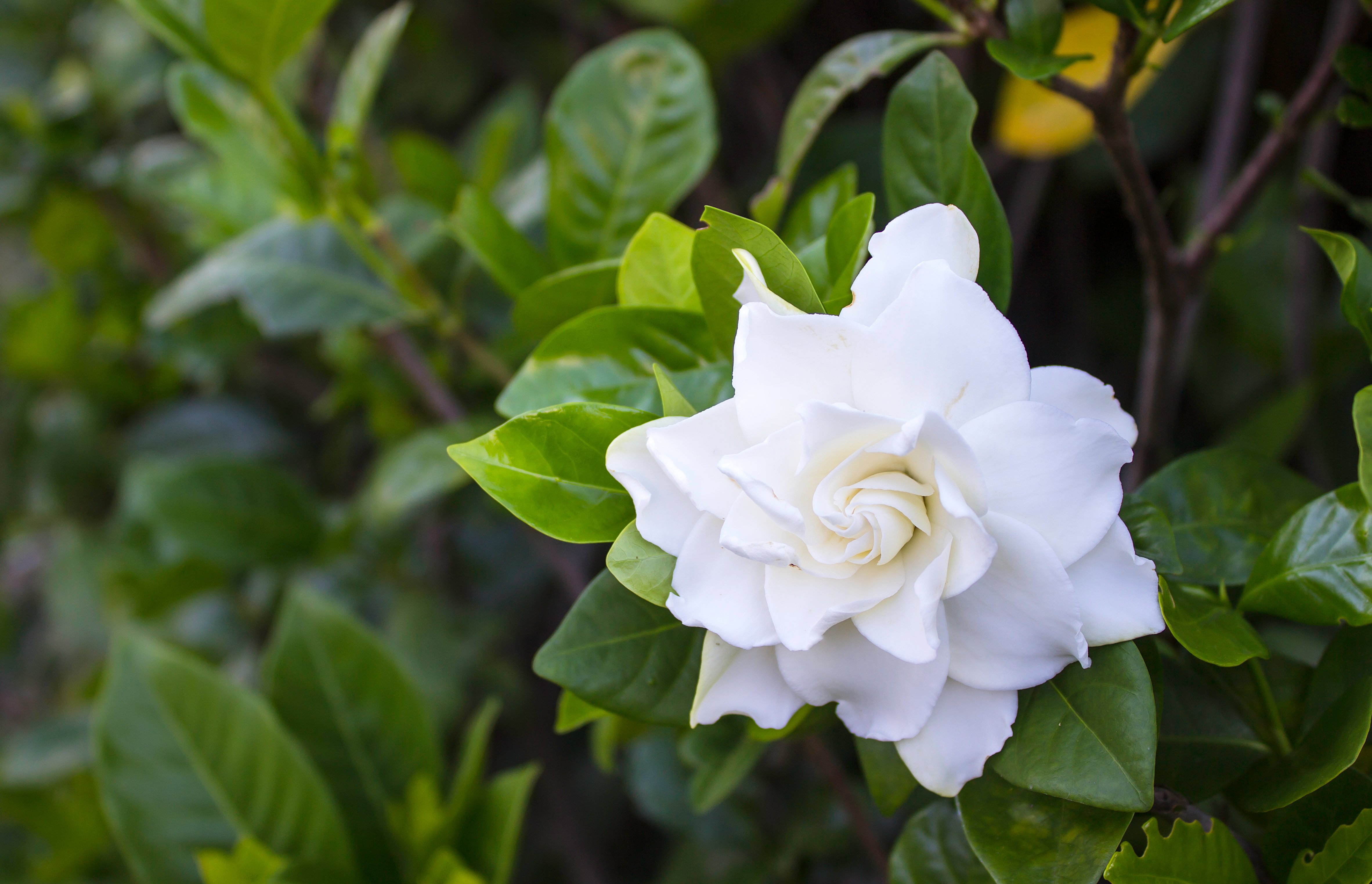 A single white gardenia in front of a background of leaves. 