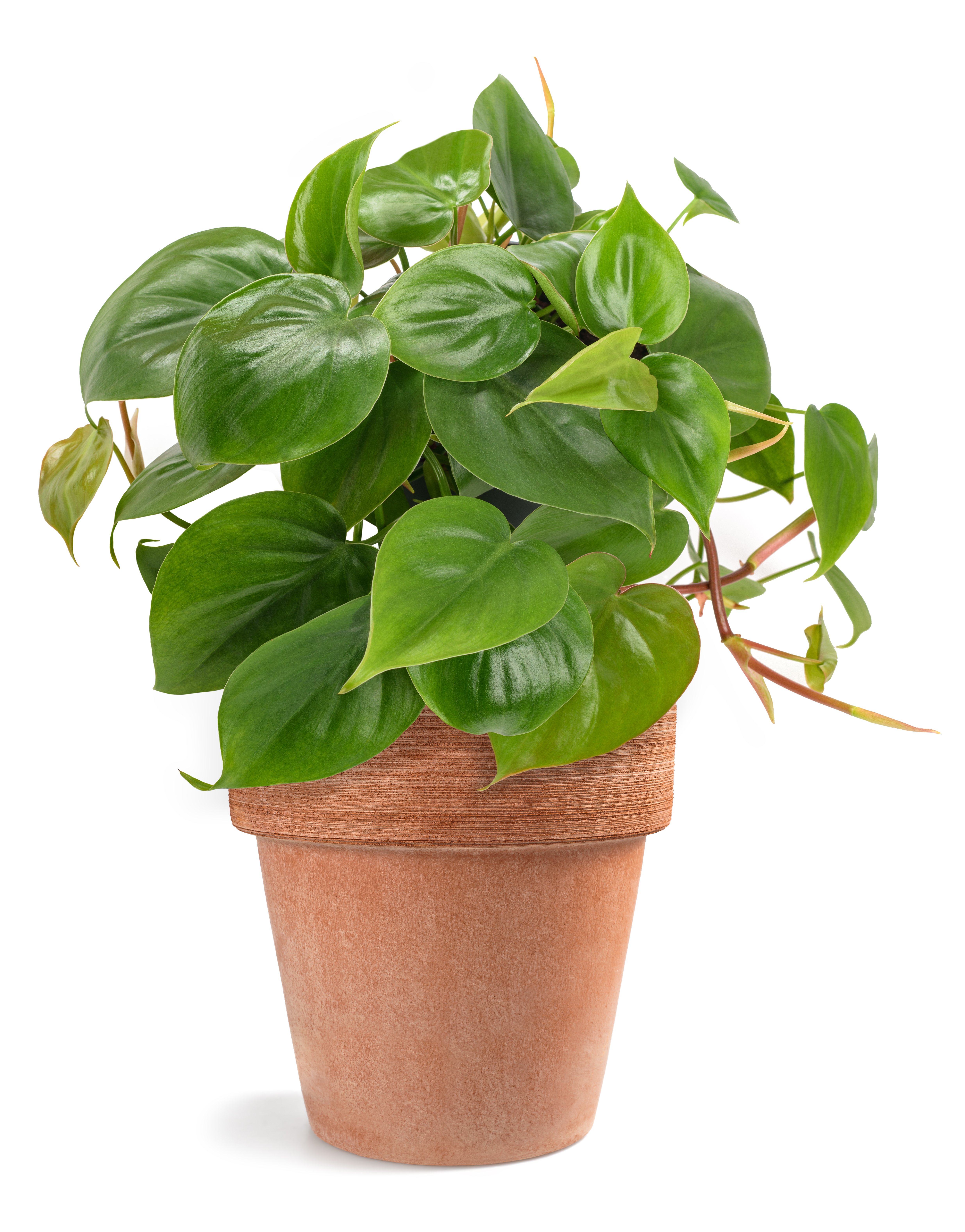 A potted heart leaf Philodendron against a white background.