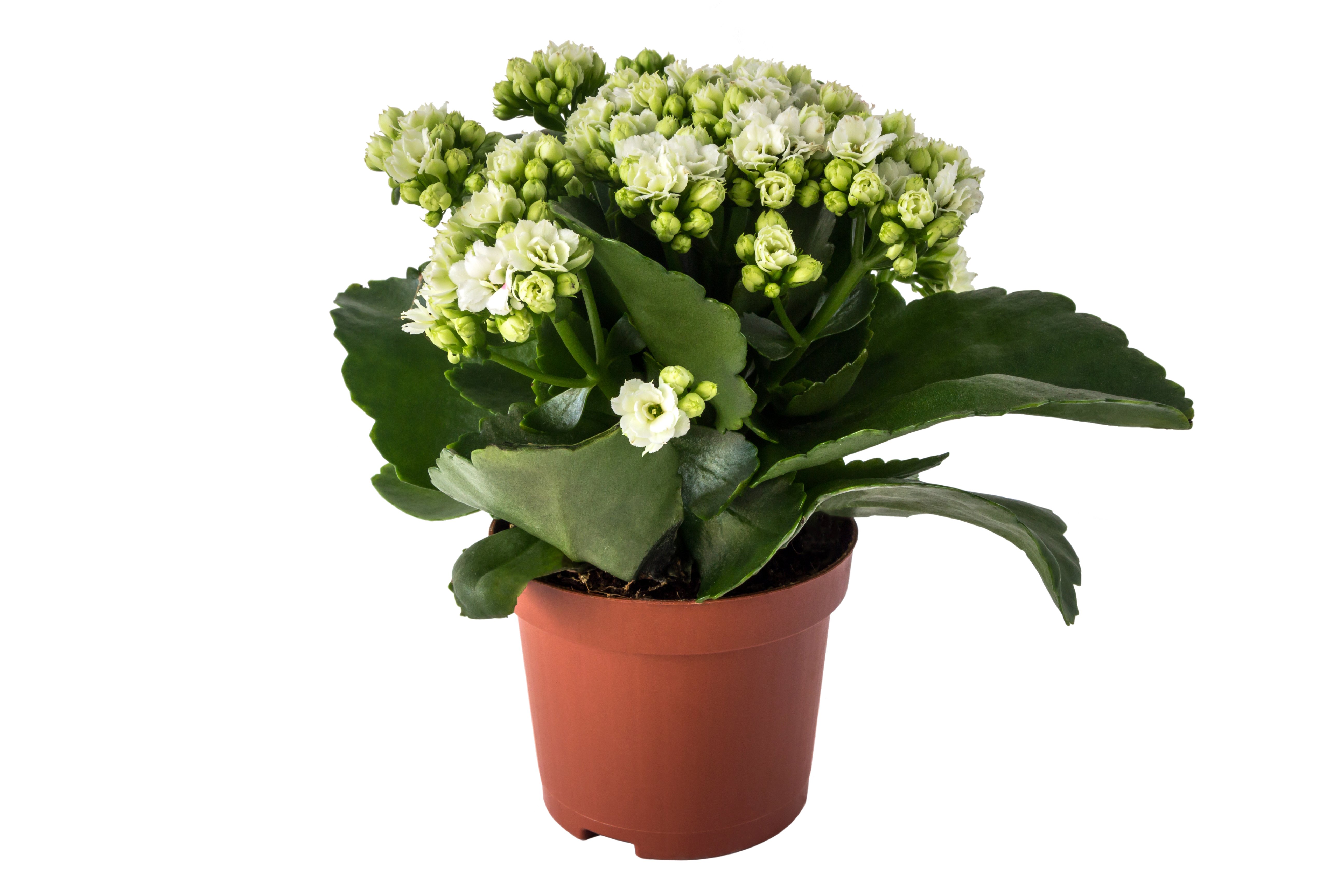 A kalanchoe calandiva with big green leaves in flowerpot isolated on white background
