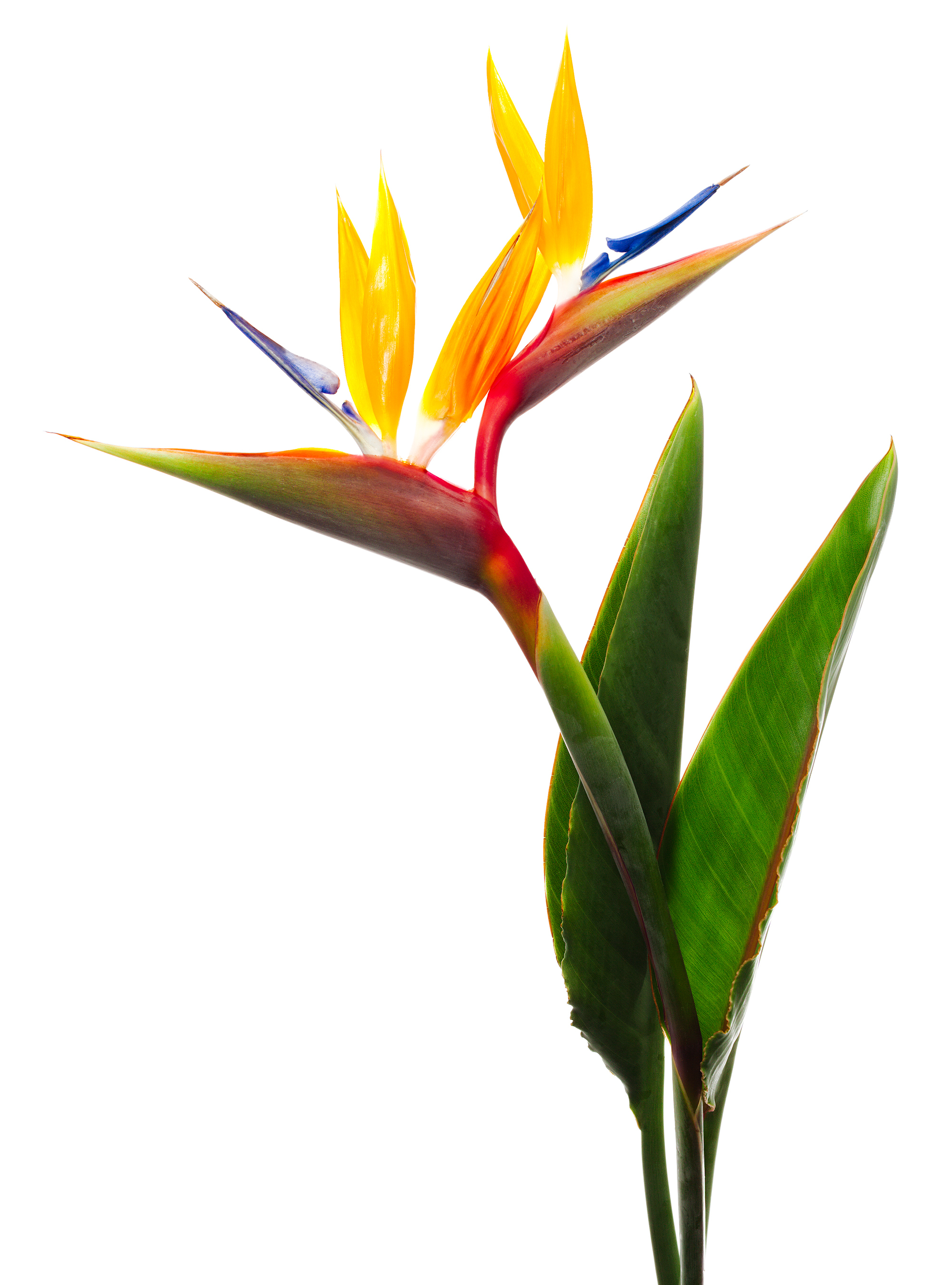 Bird of Paradise Flower, with red, yellow and blue tones against a white background.